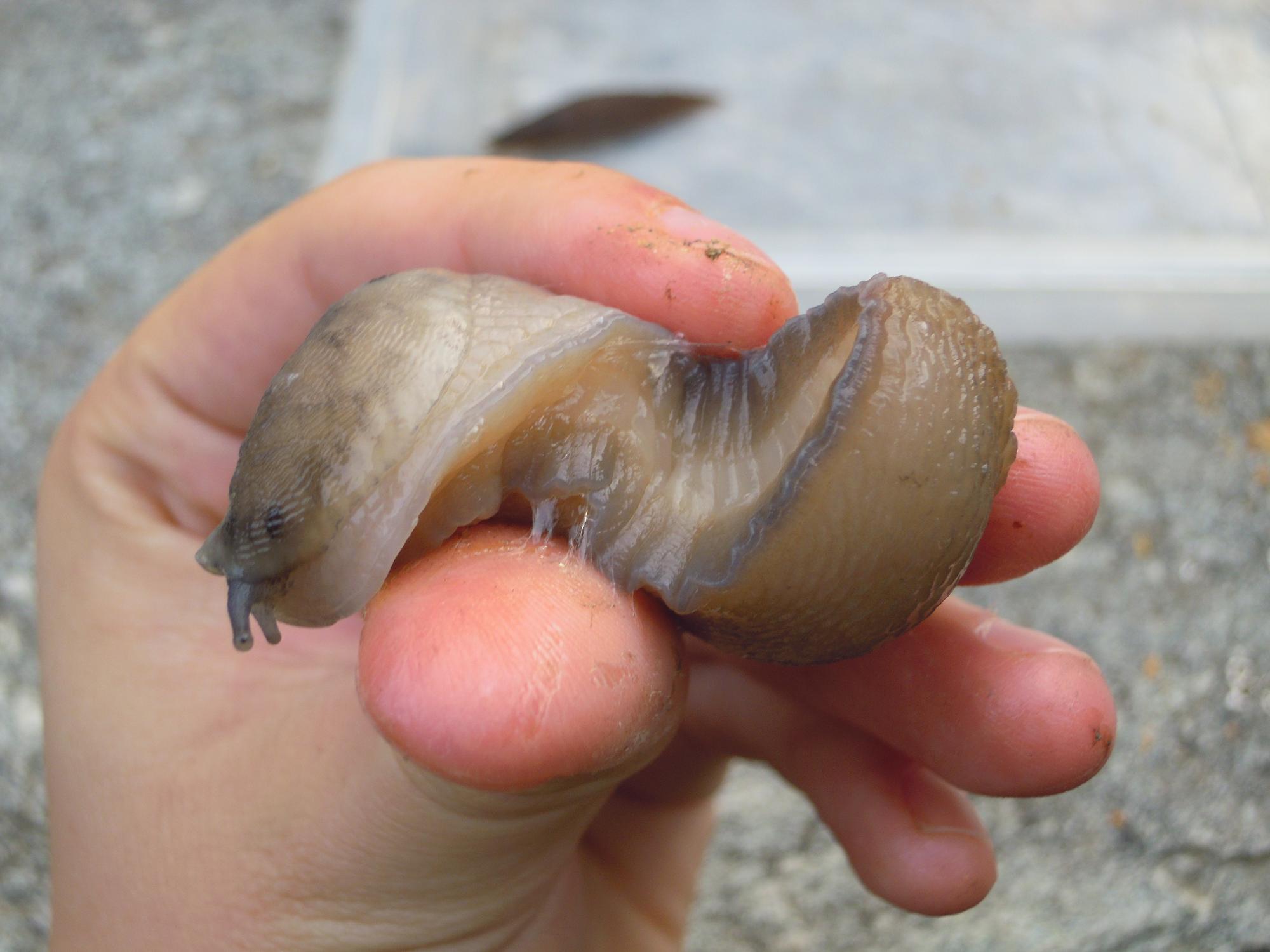 Limax sp. da Rorà (TO)
